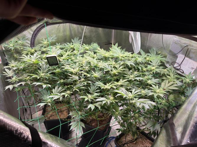 Efficent Autopot Run. Week 8