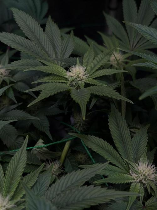 Efficent Autopot Run. Week 8