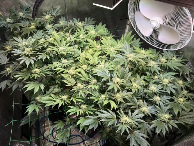 Efficent Autopot Run. Week 9