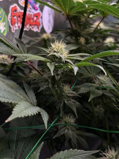 Efficent Autopot Run. Week 9 - this bud will be photographed every week