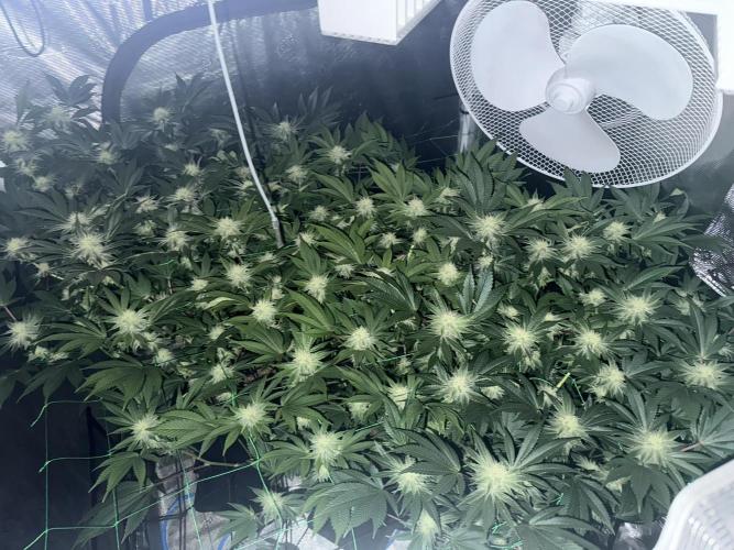 Efficent Autopot Run. Week 9