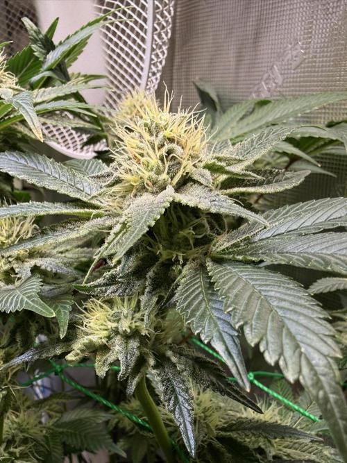 Efficent Autopot Run. Week 10