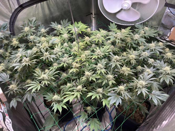 Efficent Autopot Run. Week 10