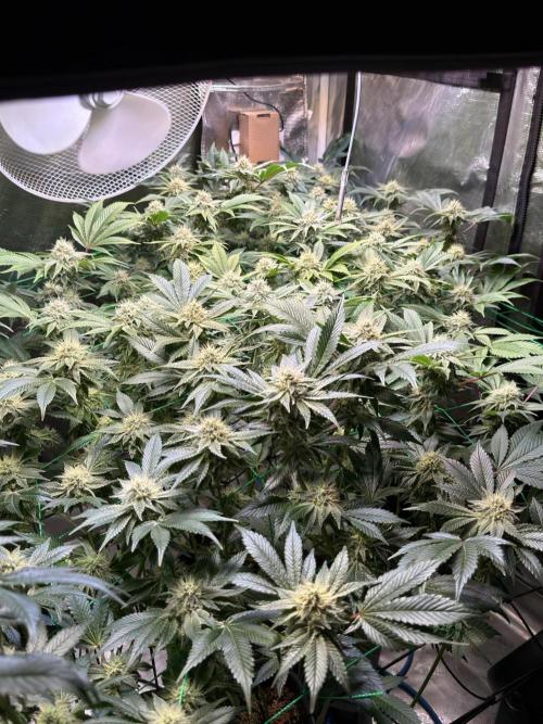 Efficent Autopot Run. Week 10