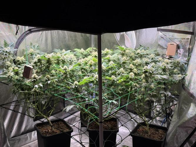 Efficent Autopot Run. Week 10