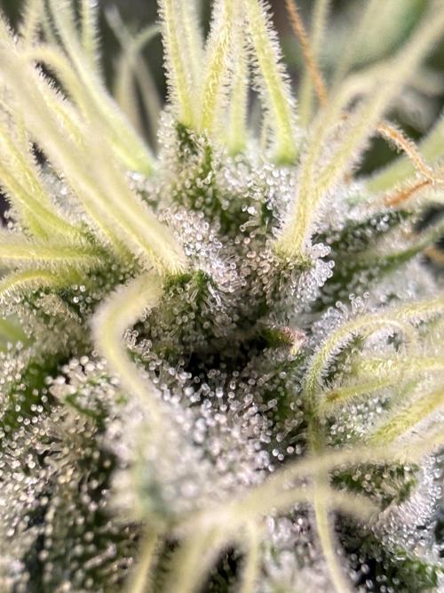 Efficent Autopot Run. Week 10