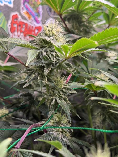 Efficent Autopot Run. Week 10