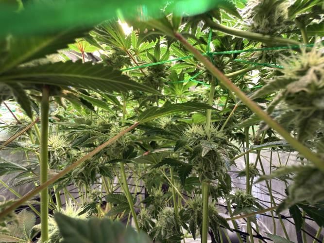 Efficent Autopot Run. Week 10