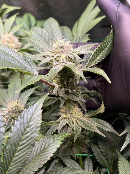 Efficent Autopot Run. Week 10