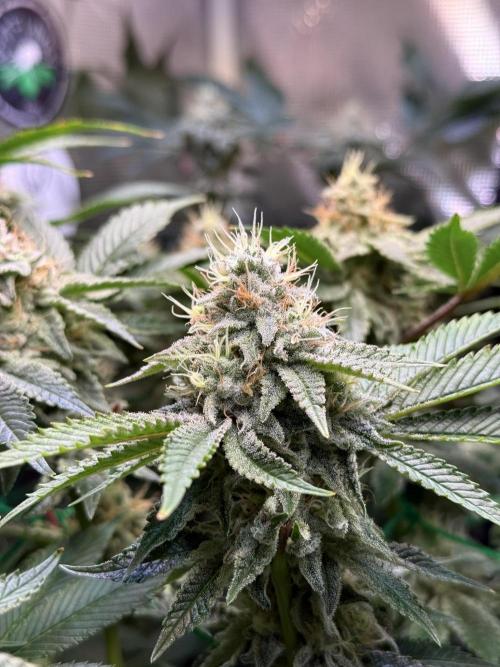 Efficent Autopot Run. Week 11