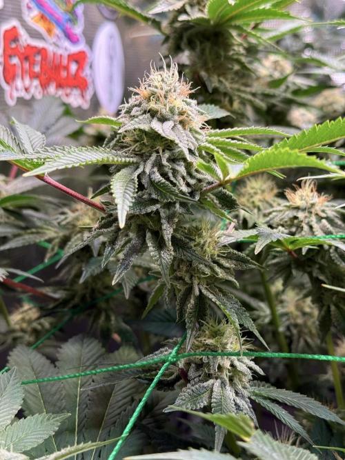 Efficent Autopot Run. Week 11