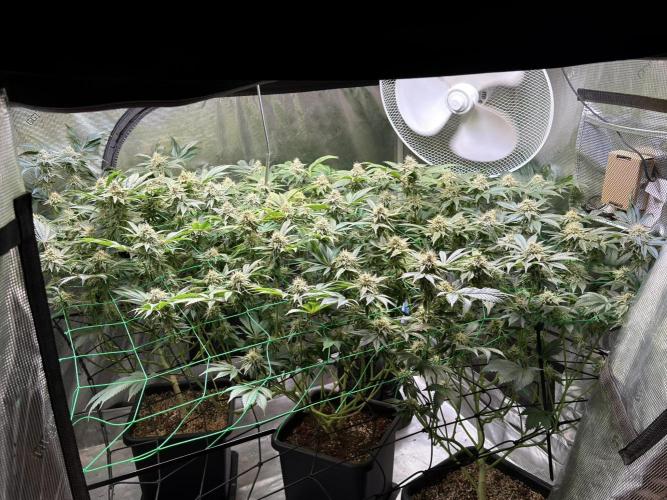 Efficent Autopot Run. Week 11