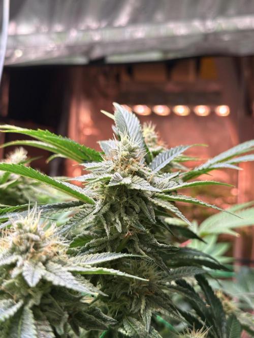 Efficent Autopot Run. Week 11