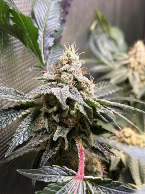 Efficent Autopot Run. Week 13