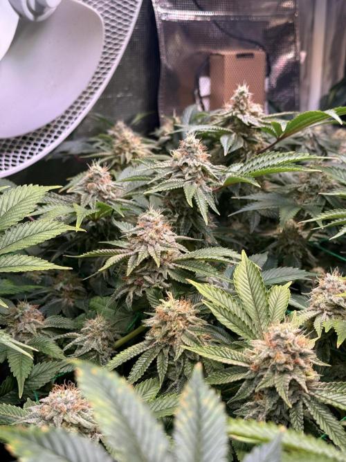 Efficent Autopot Run. Week 13