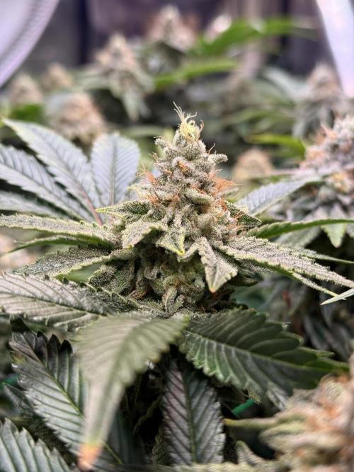 Efficent Autopot Run. Week 13