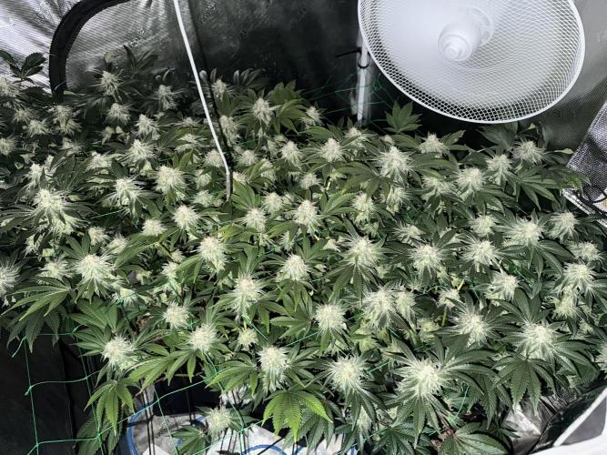 Efficent Autopot Run. Week 13