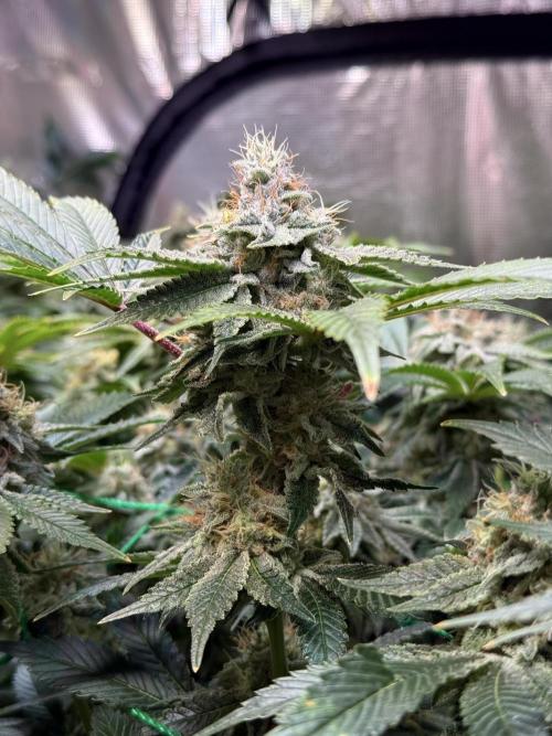 Efficent Autopot Run. Week 13