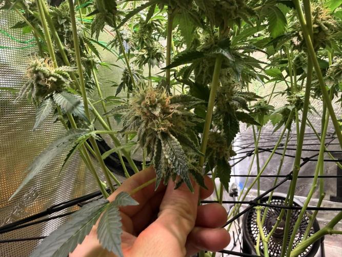 Efficent Autopot Run. Week 13