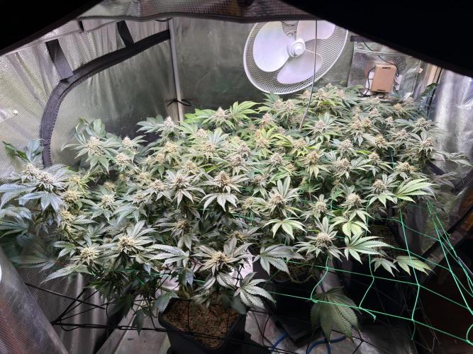 Efficent Autopot Run. Week 13