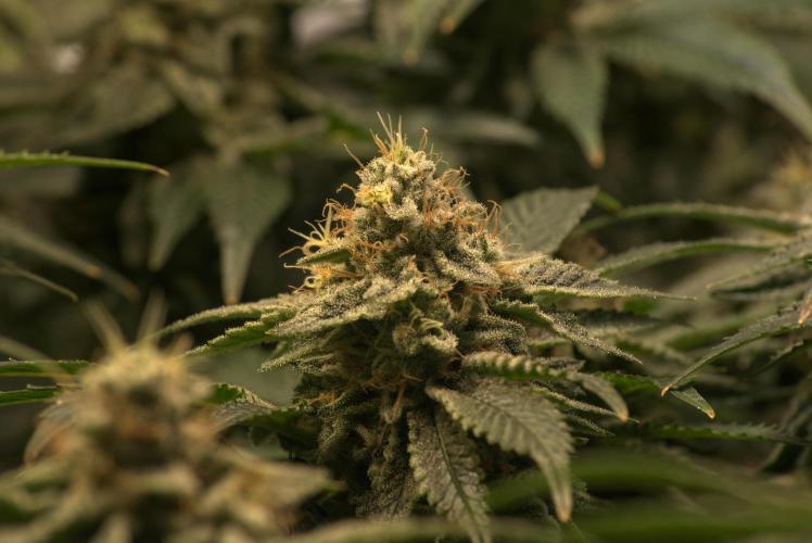 Efficent Autopot Run. Week 13