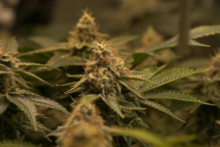 Efficent Autopot Run. Week 13