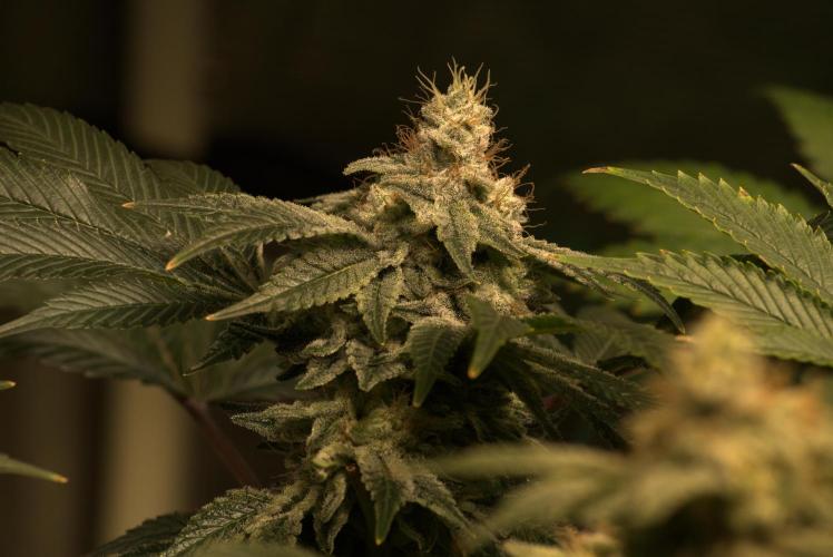 Efficent Autopot Run. Week 13