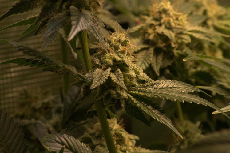 Efficent Autopot Run. Week 13