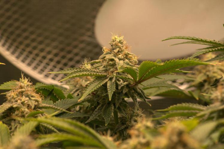 Efficent Autopot Run. Week 13