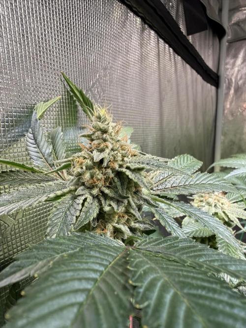 Efficent Autopot Run. Week 12