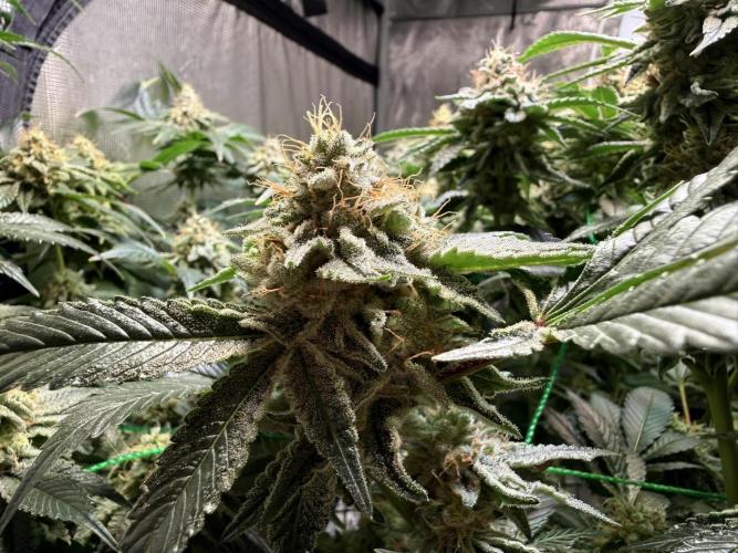 Efficent Autopot Run. Week 12