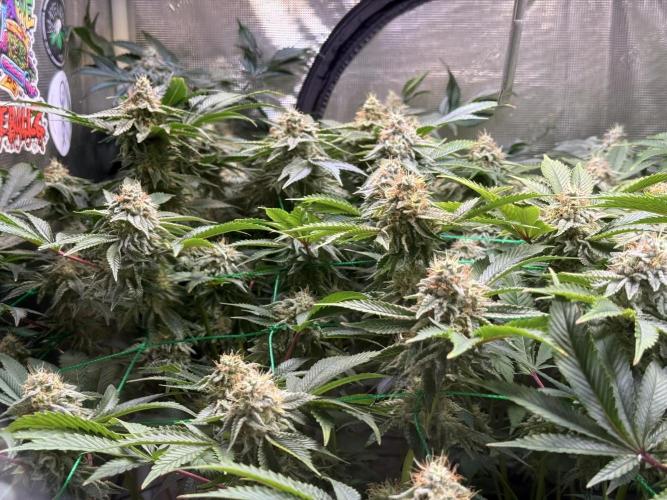 Efficent Autopot Run. Week 12