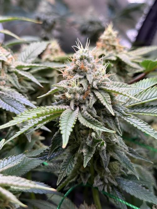 Efficent Autopot Run. Week 12