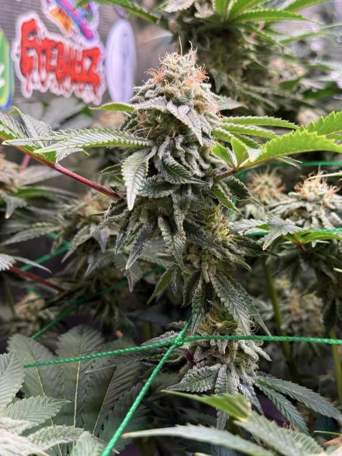 Efficent Autopot Run. Week 12