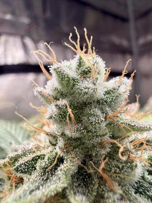 Efficent Autopot Run. Week 14