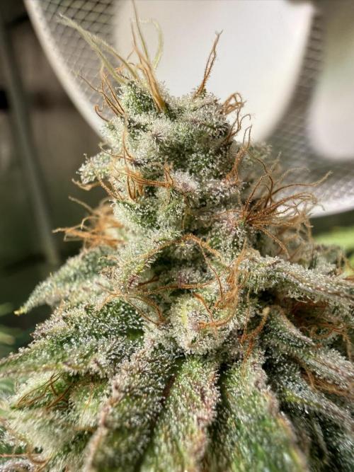 Efficent Autopot Run. Week 14