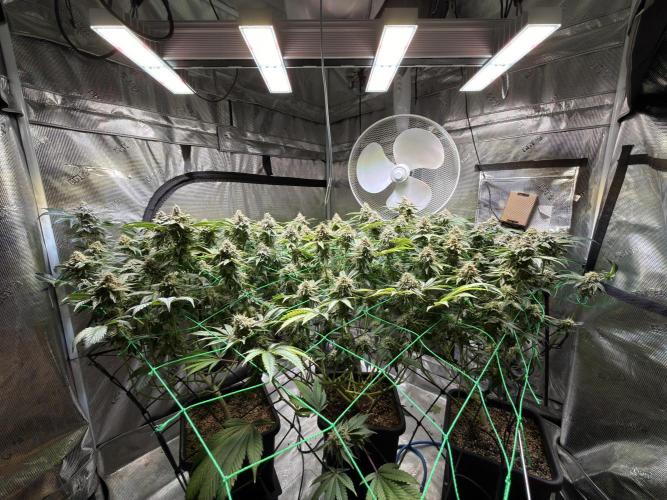 Efficent Autopot Run. Week 14