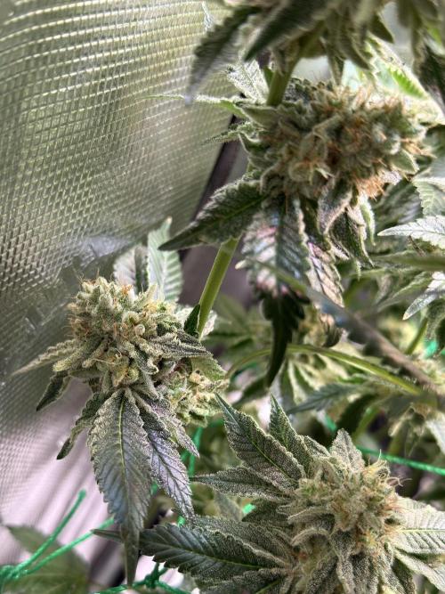 Efficent Autopot Run. Week 14