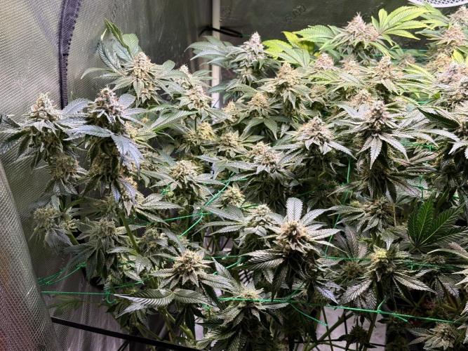 Efficent Autopot Run. Week 14