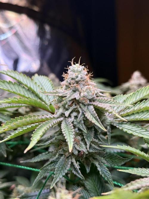 Efficent Autopot Run. Week 14