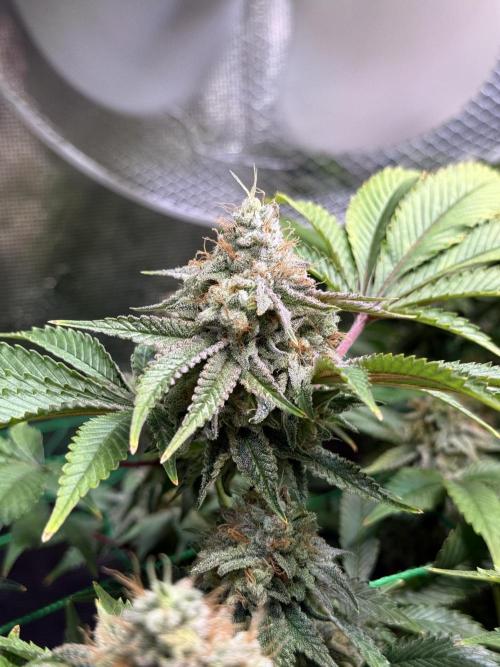 Efficent Autopot Run. Week 14