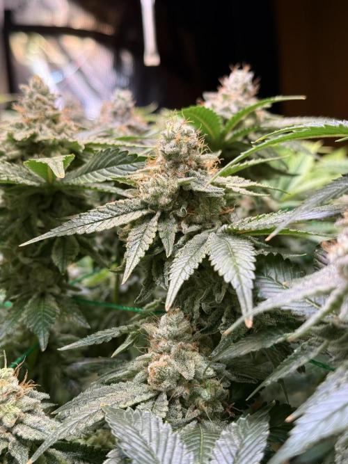 Efficent Autopot Run. Week 14