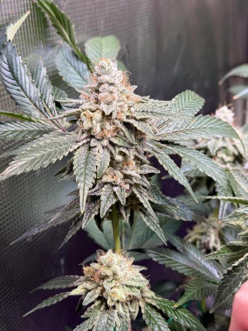 Efficent Autopot Run. Week 14