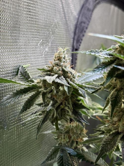 Efficent Autopot Run. Week 14