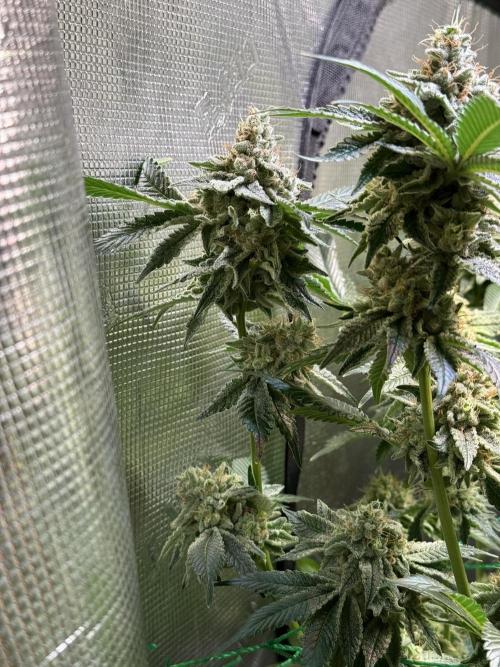 Efficent Autopot Run. Week 14