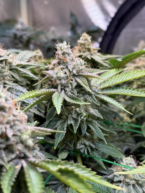 Efficent Autopot Run. Week 14