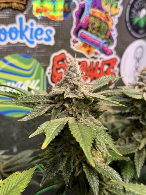 Efficent Autopot Run. Week 15