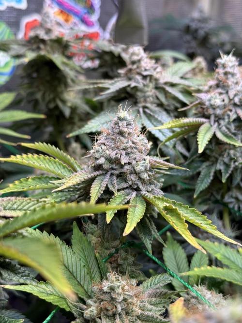 Efficent Autopot Run. Week 15