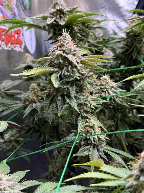 Efficent Autopot Run. Week 15