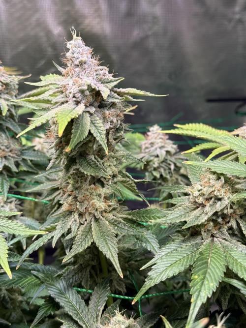 Efficent Autopot Run. Week 15